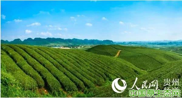 “安顺瀑布茶”被评为全国农垦“十佳优质农产品”