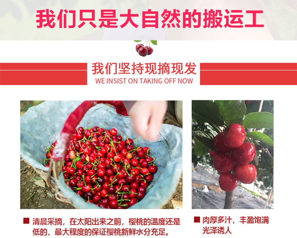 原生态樱桃_11.jpg