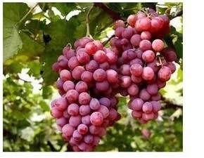 生活中挑选各种水果的妙招【选红提】